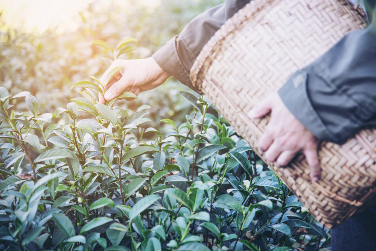 All Tea Varieties
